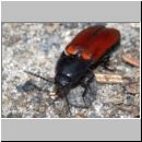 Ampedus sp - Schnellkaefer 02b 11mm.jpg